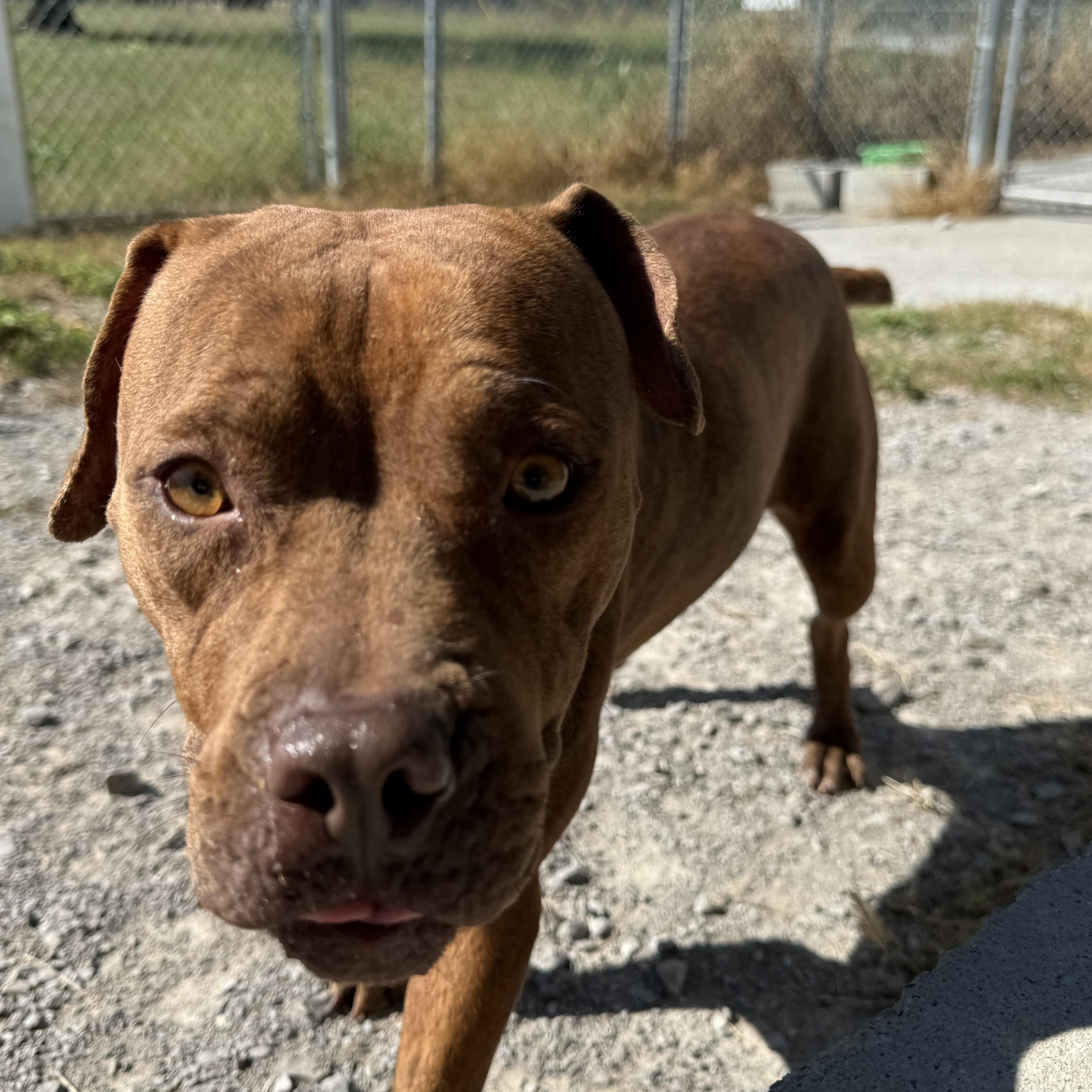 Amethyst, Adoptable, Adult Female Boxer.