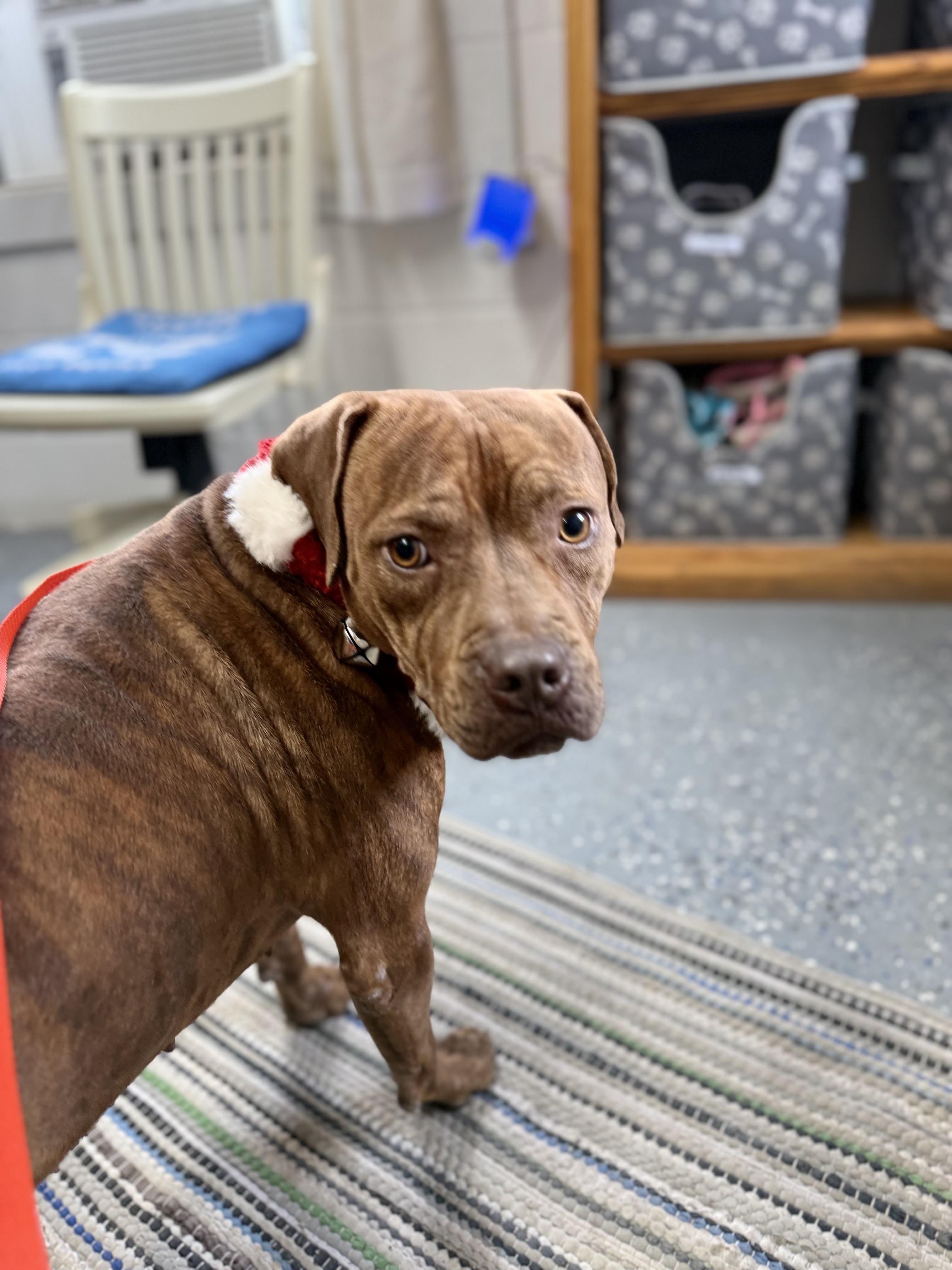 Enlarge Amethyst, a Adoptable mixed breed in Lewisburg, TN image 2/3