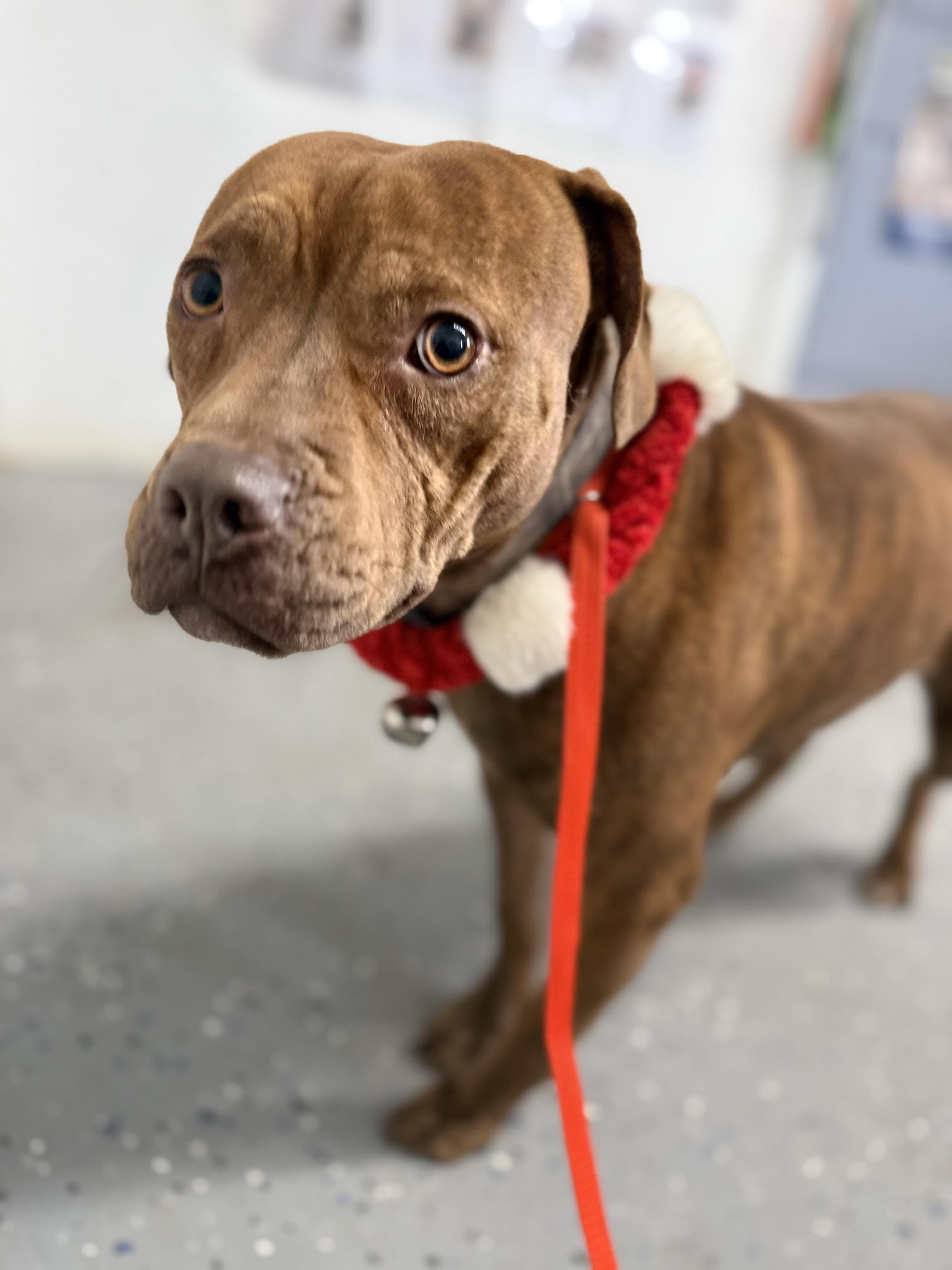 Enlarge Amethyst, a Adoptable mixed breed in Lewisburg, TN image 3/3