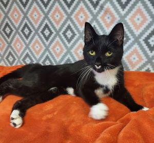 Mittens, a ADOPTABLE Domestic Short Hair in Bucyrus, OH image 2/3