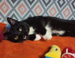 Mittens, a ADOPTABLE Domestic Short Hair in Bucyrus, OH image 3/3