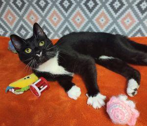 Mittens, ADOPTABLE, Adult Female Domestic Short Hair.