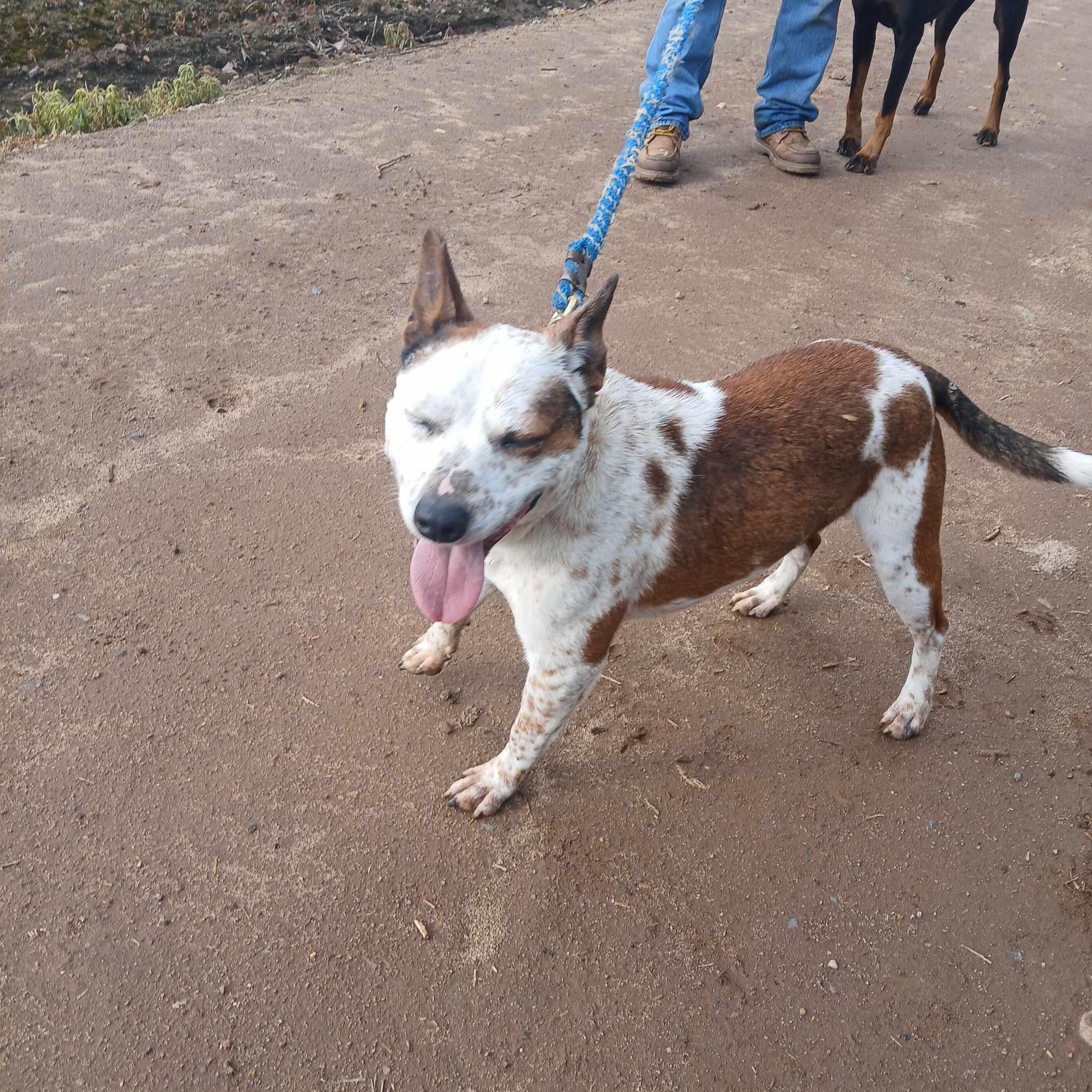 Hal, Adoptable, Senior Male Australian Cattle Dog / Blue Heeler & Pit Bull Terrier.