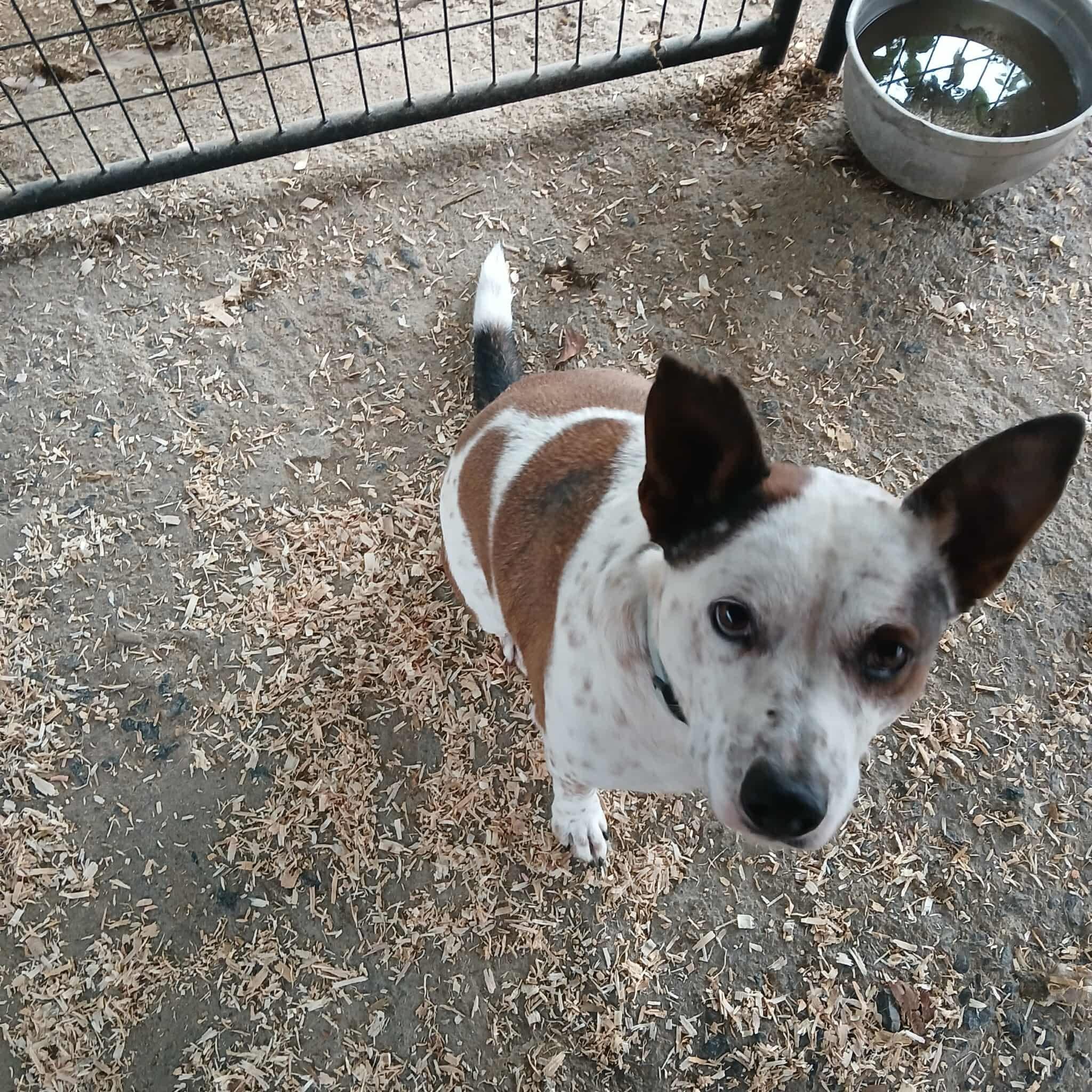 Hal, a Adoptable mixed breed in Cedar City, UT image 3/5