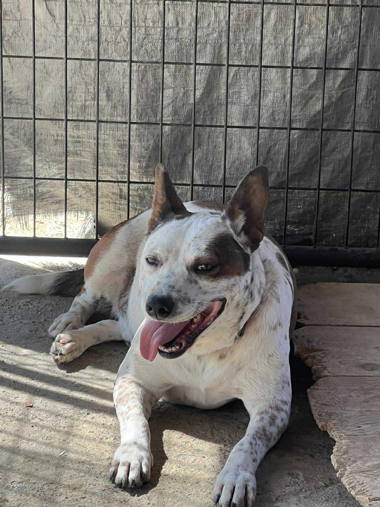 Hal, a Adoptable mixed breed in Cedar City, UT image 2/5