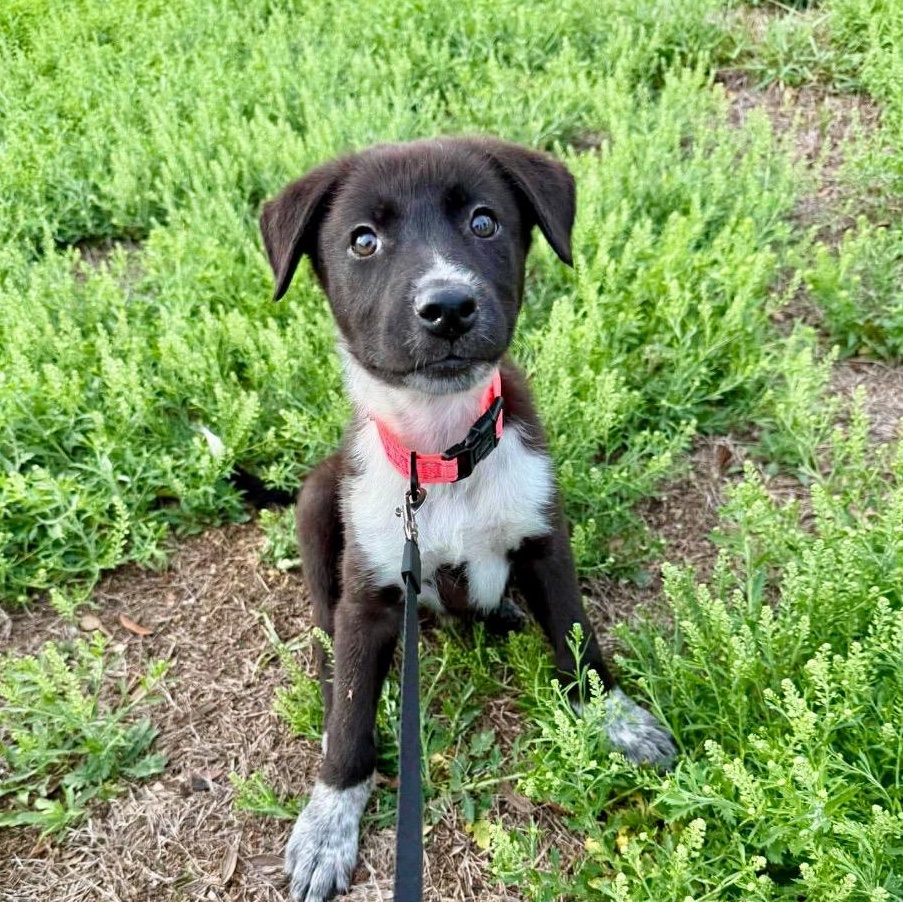Nesta, ADOPTABLE, Puppy Female Border Collie.