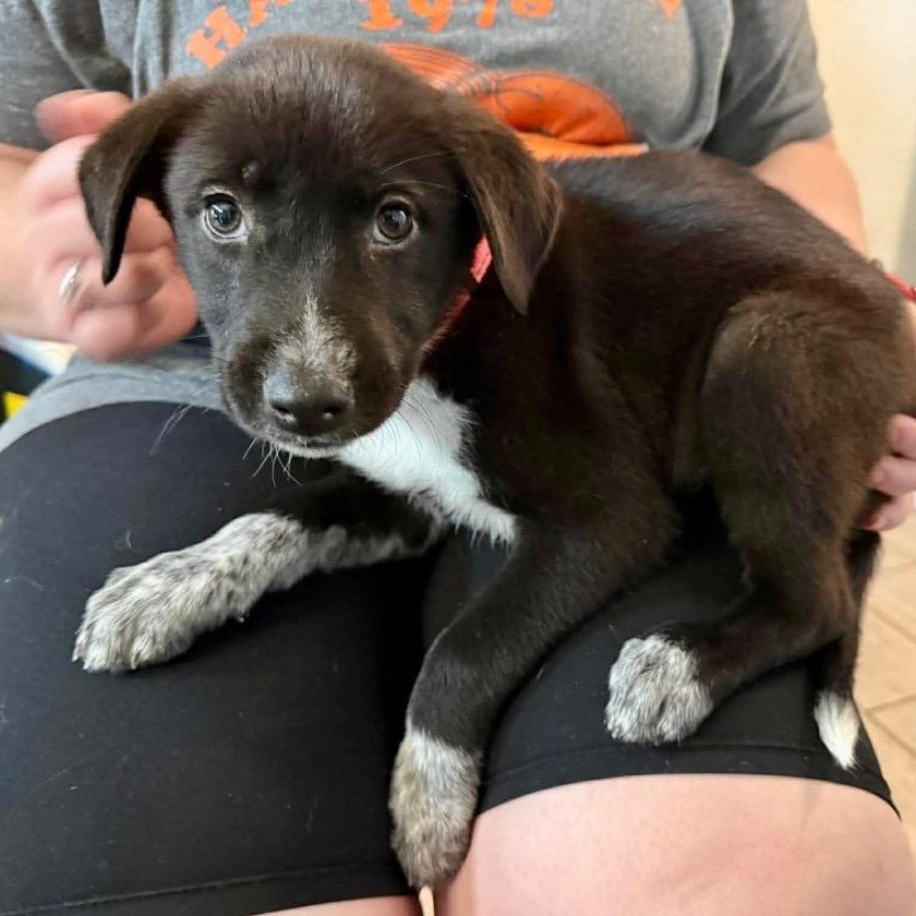 Nesta, a ADOPTABLE mixed breed in San Antonio, TX image 4/6