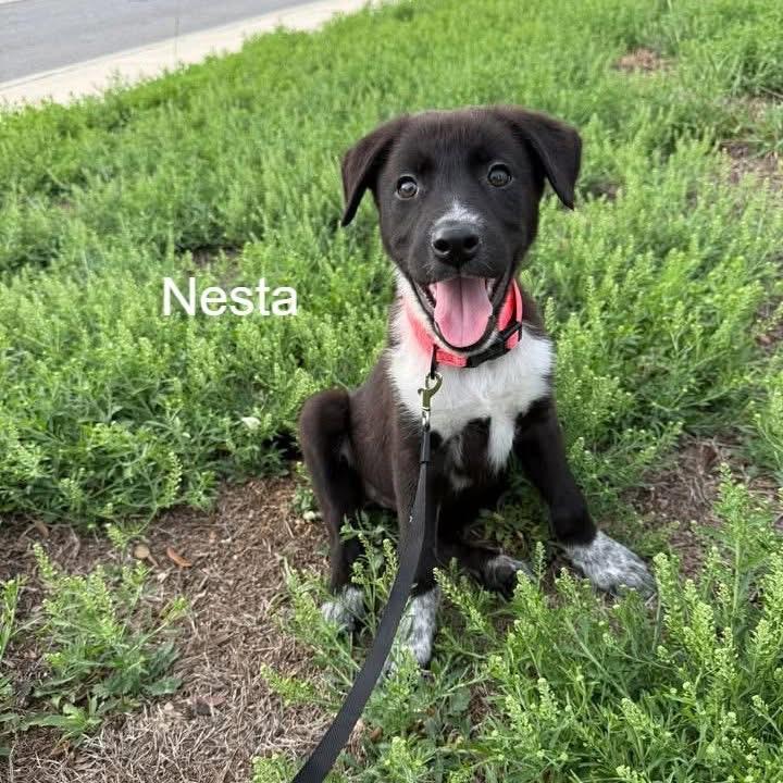 Nesta, a ADOPTABLE mixed breed in San Antonio, TX image 5/6