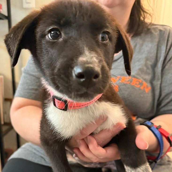 Nesta, a ADOPTABLE mixed breed in San Antonio, TX image 3/6