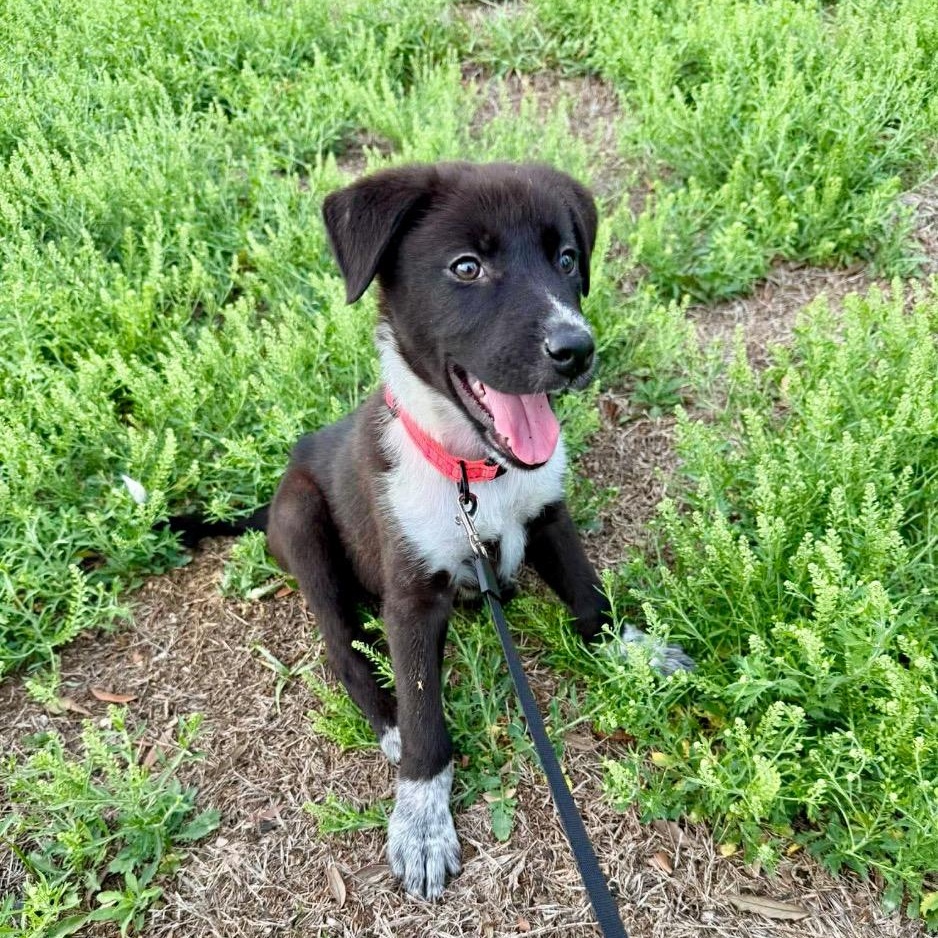 Nesta, a ADOPTABLE mixed breed in San Antonio, TX image 2/6