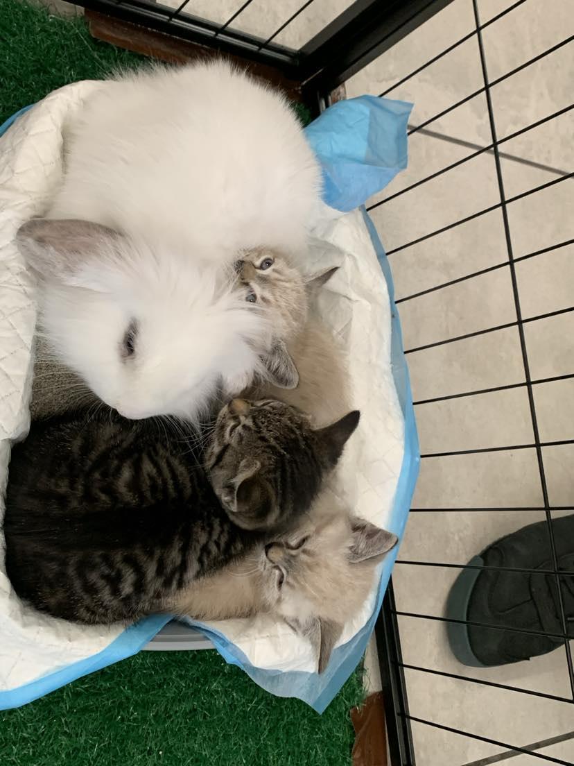 Enlarge Winston, a Adopted Lionhead in Verona, NJ image 1/4