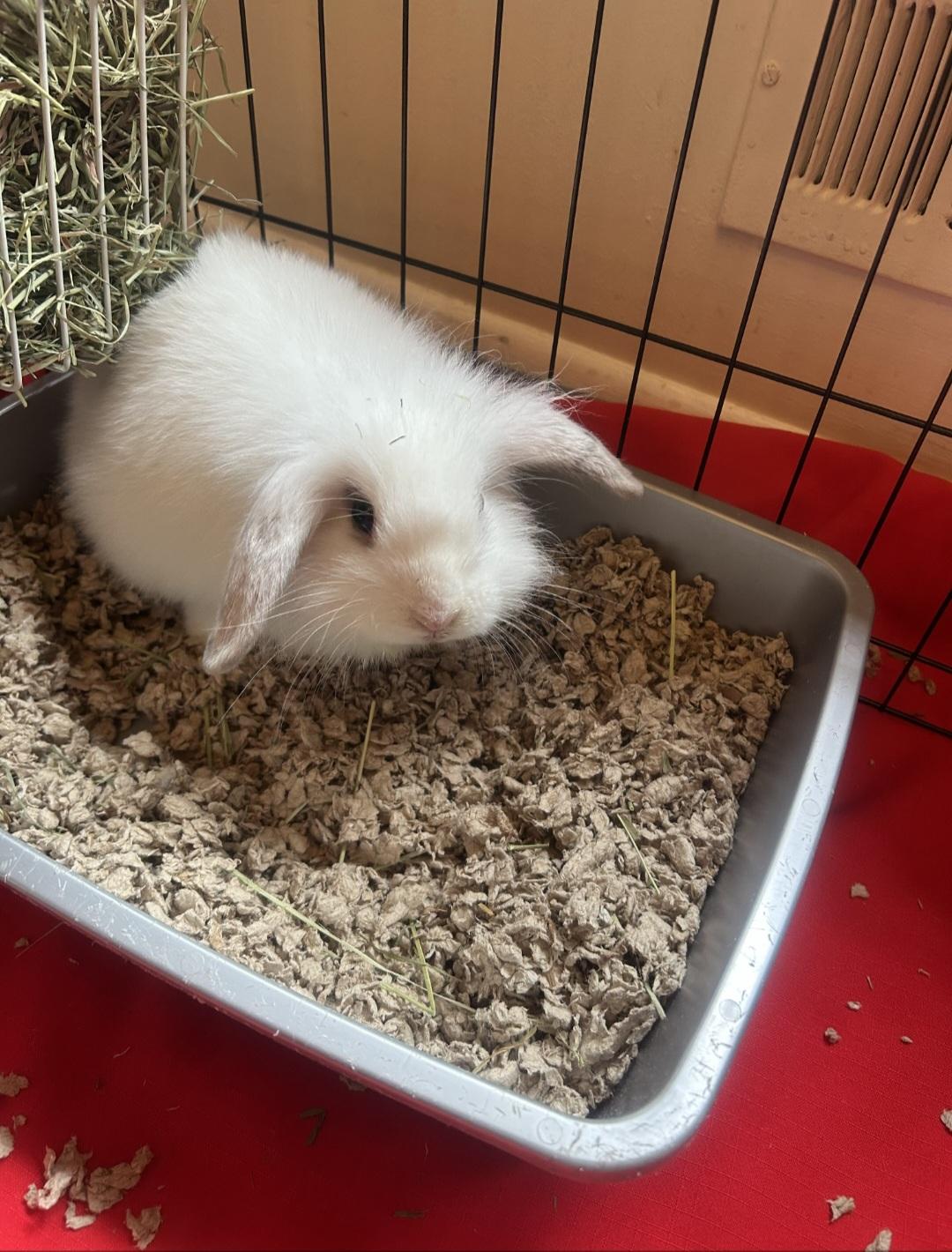 Enlarge Winston, a Adopted Lionhead in Verona, NJ image 2/4