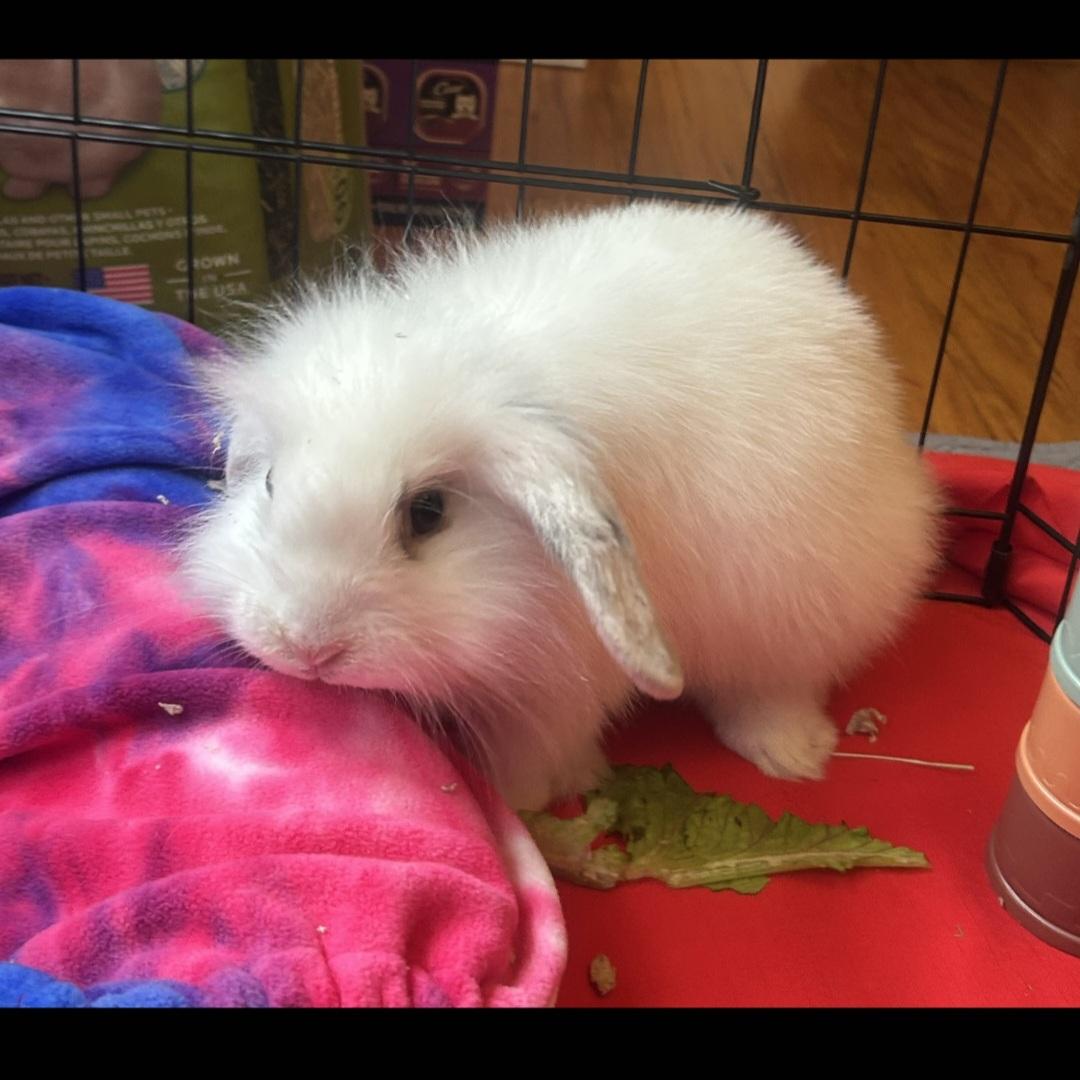 Enlarge Winston, a Adopted Lionhead in Verona, NJ image 3/4