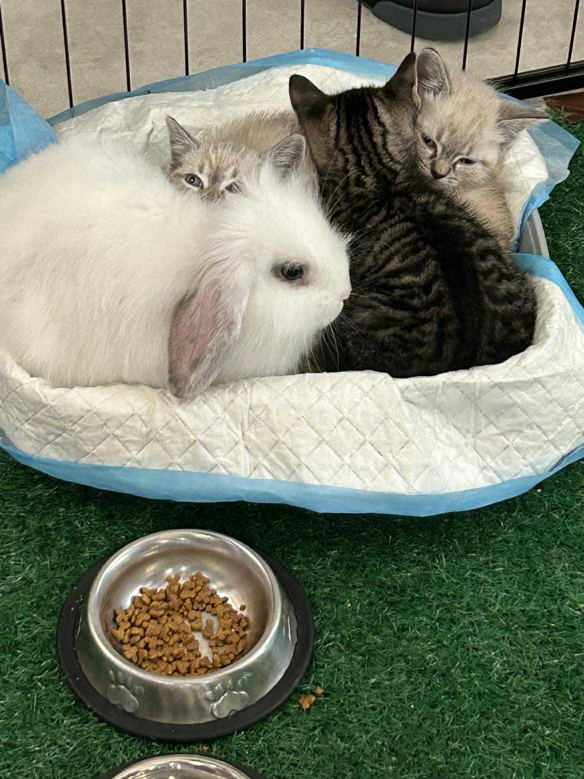 Enlarge Winston, a Adopted Lionhead in Verona, NJ image 4/4