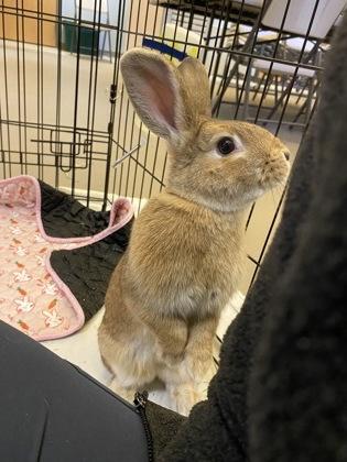 Bunbun, Adoptable, Adult Female American.