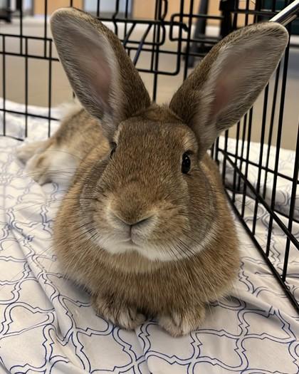 Bunbun, a Adoptable American in Quakertown, PA image 1/3