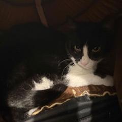 Cookie, Adoptable, Young Male Domestic Short Hair.