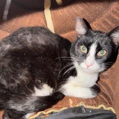 Enlarge Cookie, a Adoptable Domestic Short Hair in Las Vegas, NV image 2/2