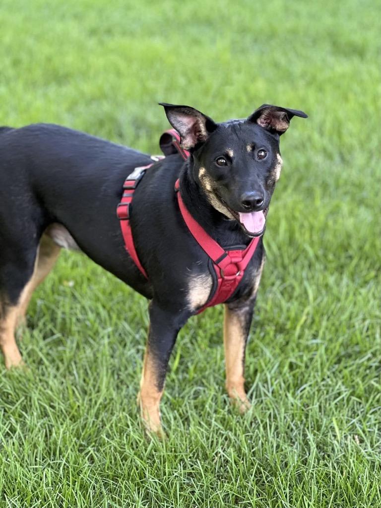 Stegosaurus - Summer Lovin' Promo, a Adoptable mixed breed in Savage, MN image 1/6