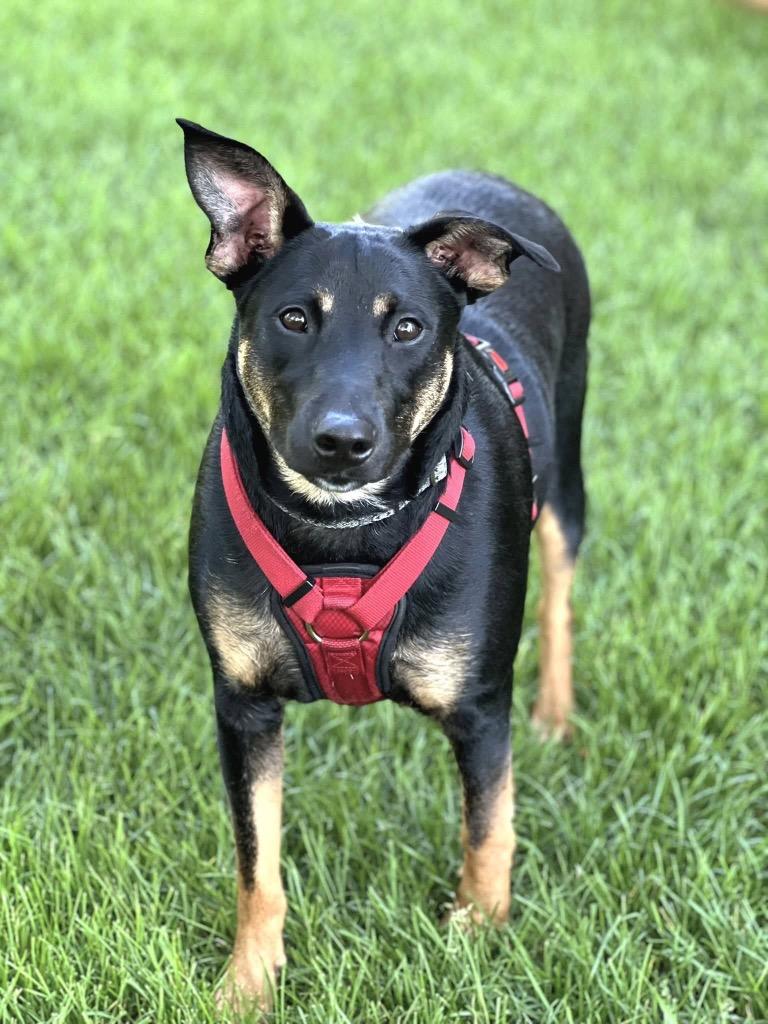 Stegosaurus - Summer Lovin' Promo, a Adoptable mixed breed in Savage, MN image 2/6
