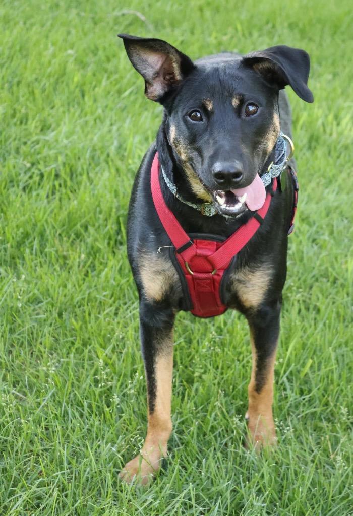 Stegosaurus - Summer Lovin' Promo, a Adoptable mixed breed in Savage, MN image 3/6