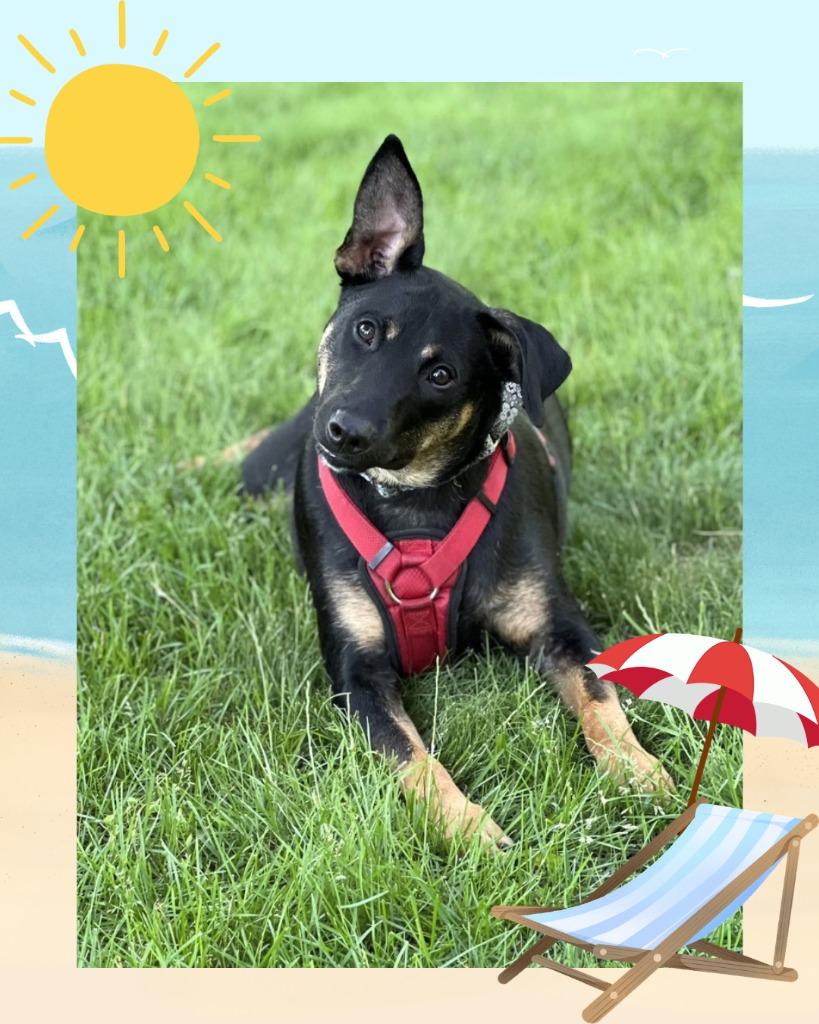 Stegosaurus - Summer Lovin' Promo, a Adoptable mixed breed in Savage, MN image 4/6