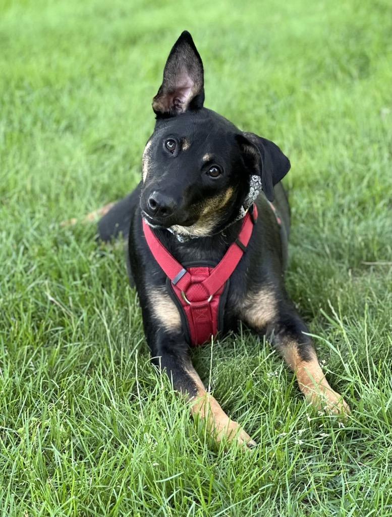 Stegosaurus - Summer Lovin' Promo, a Adoptable mixed breed in Savage, MN image 5/6