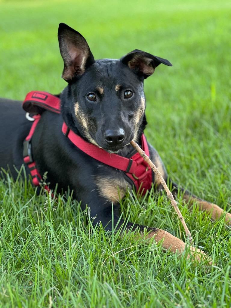 Stegosaurus - Summer Lovin' Promo, a Adoptable mixed breed in Savage, MN image 6/6