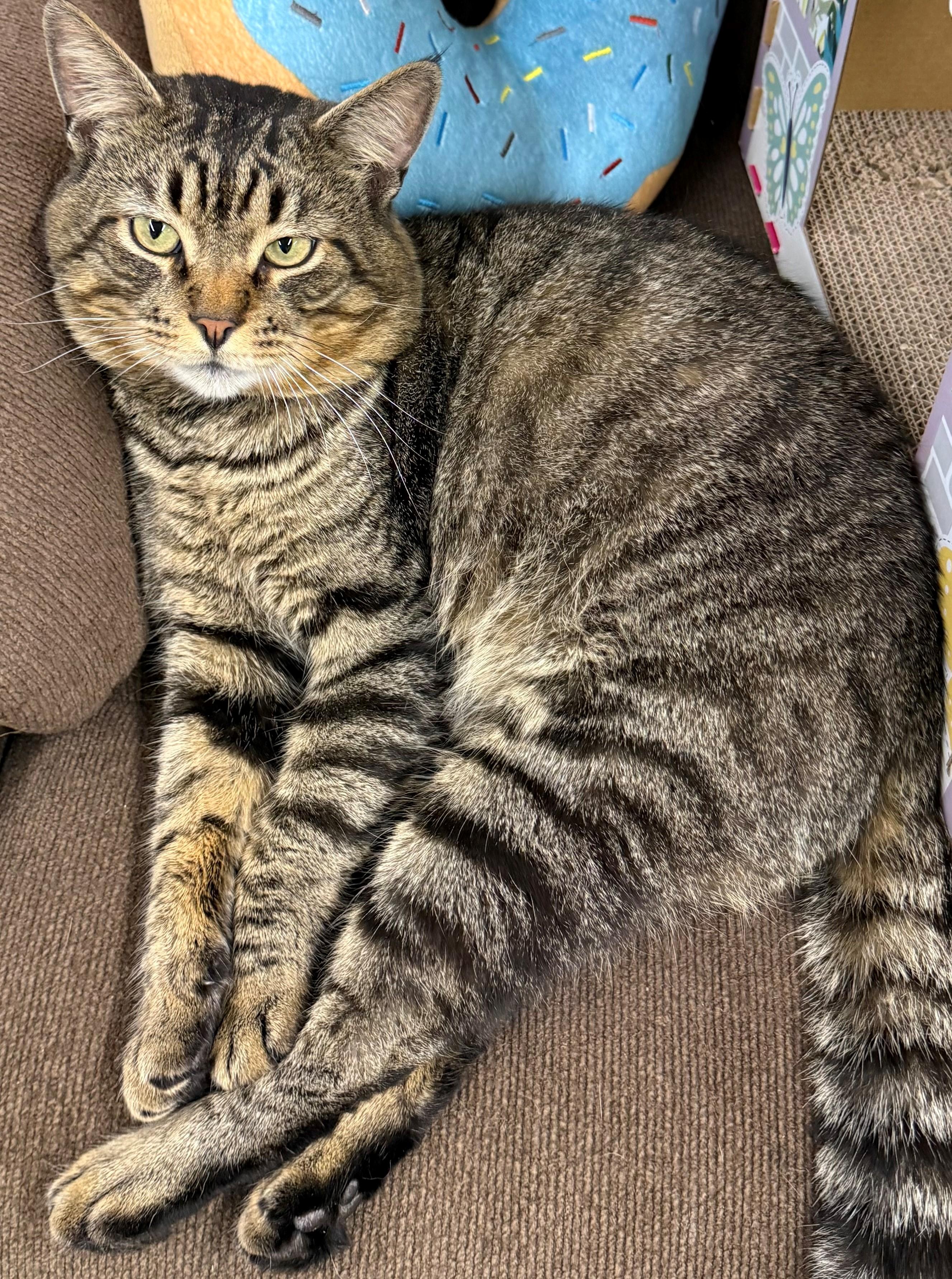 Thomas, ADOPTABLE, Adult Male Domestic Short Hair.