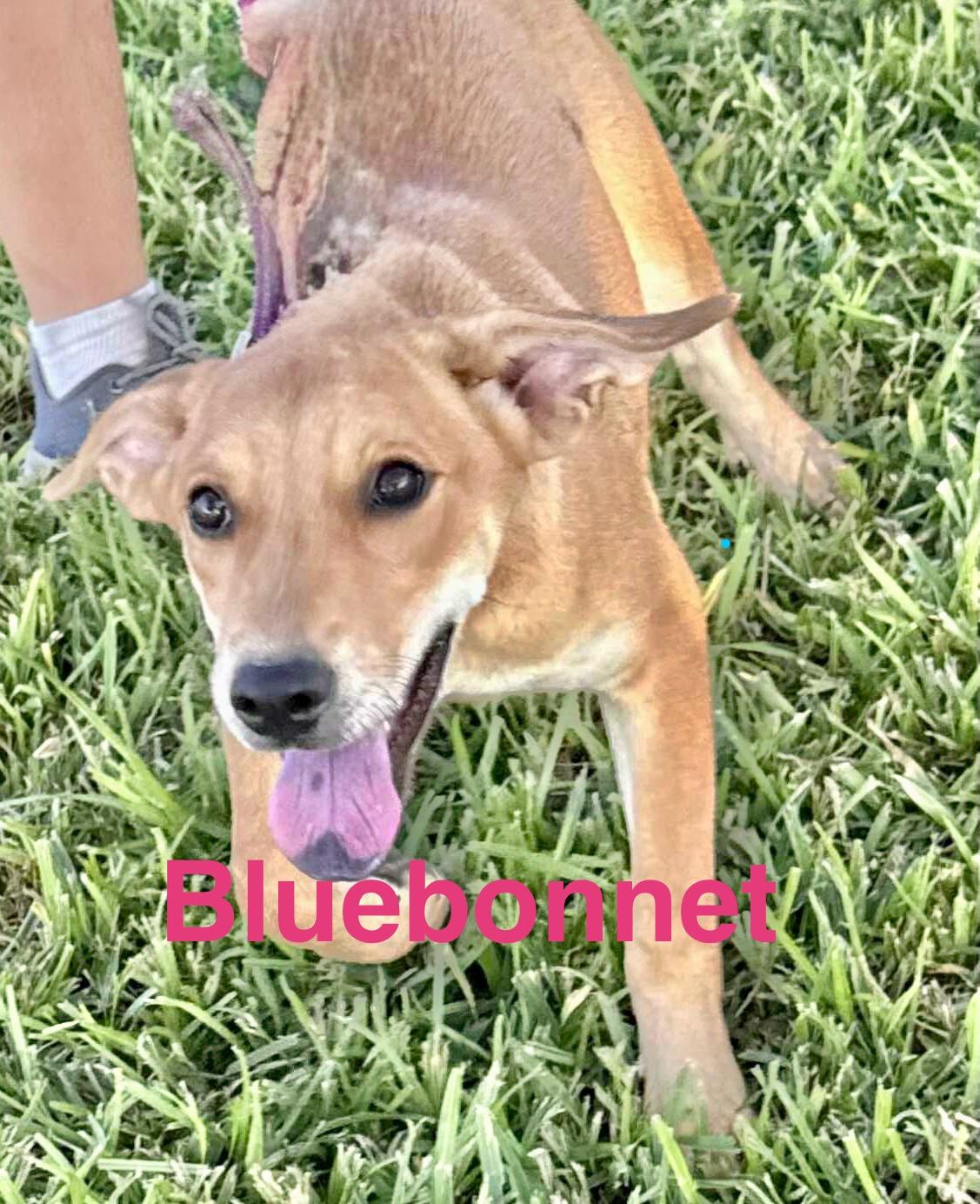 Bluebonnet