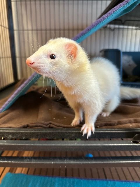Pepper, Adopted, Adult Female Ferret.