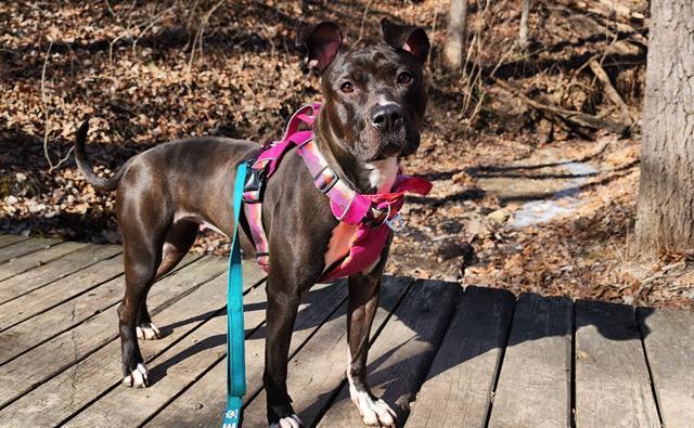 FELICIA, Adoptable, Young Female Pit Bull Terrier.