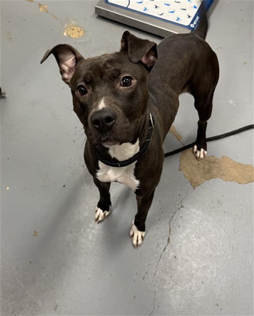 Enlarge FELICIA, a Adoptable Pit Bull Terrier in Peoria, IL image 1/1