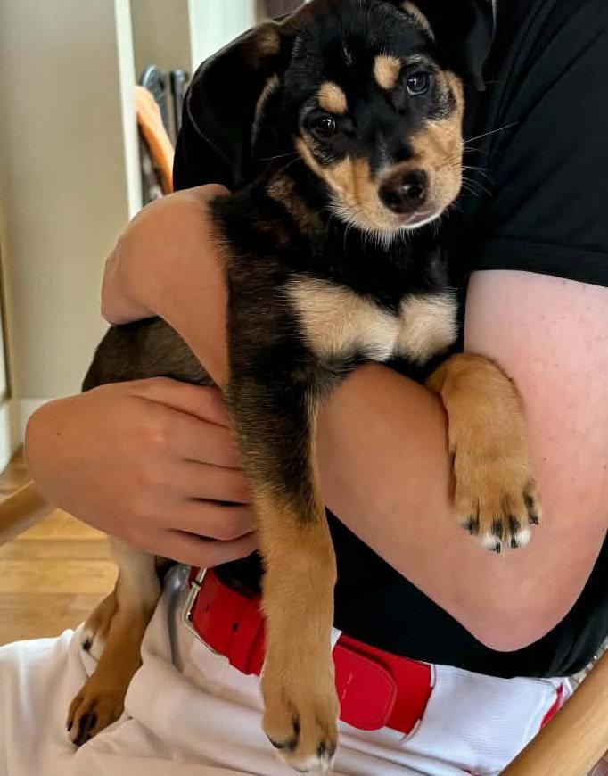 Enlarge Penny, a Adopted Mixed Breed in Fenton, MO image 2/3