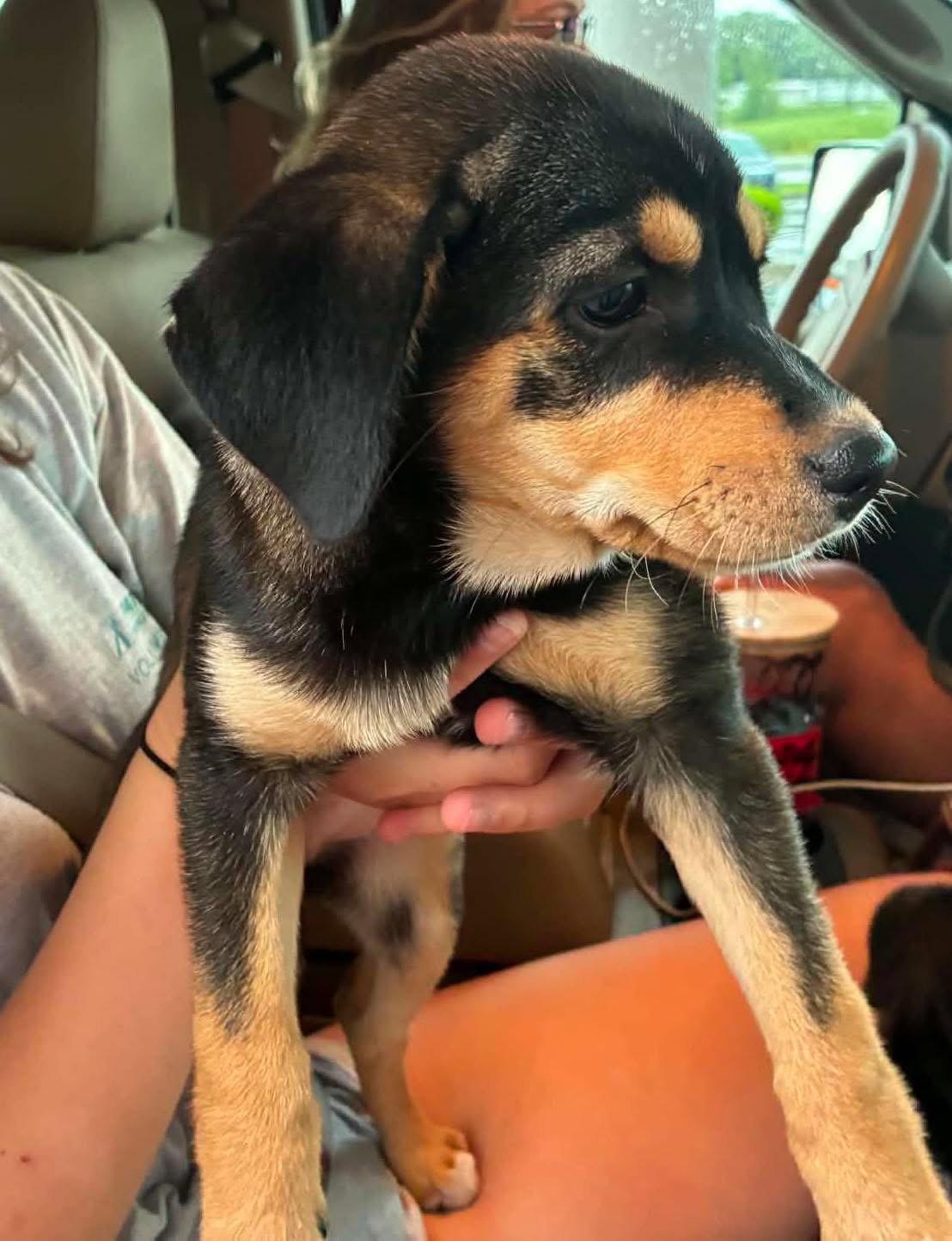 Enlarge Penny, a Adopted Mixed Breed in Fenton, MO image 3/3