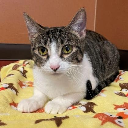 Buttercup, Adoptable, Adult Female Domestic Short Hair.
