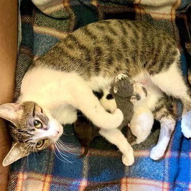 Enlarge Buttercup, a Adoptable Domestic Short Hair in Rochester, MN image 3/3