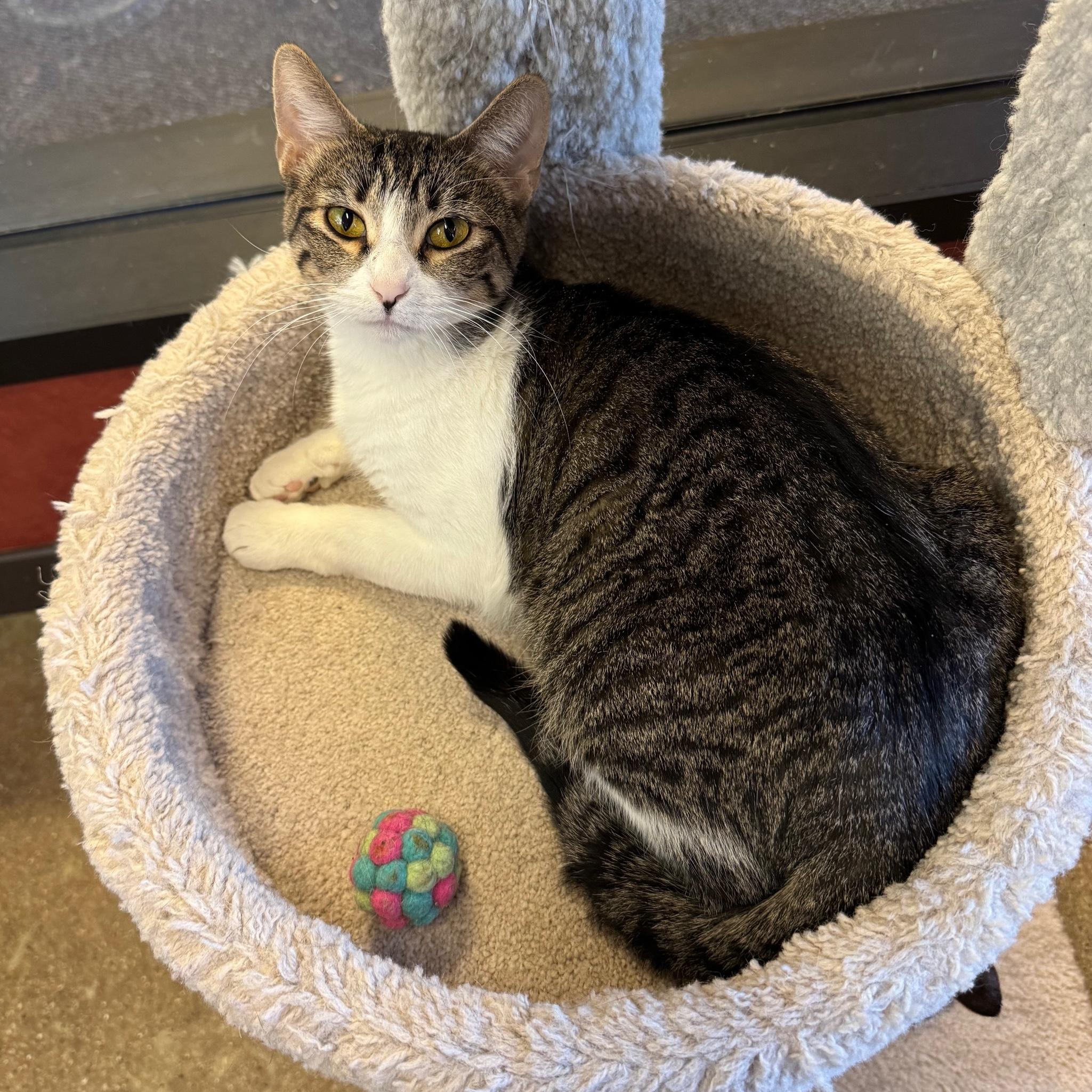 Enlarge Buttercup, a Adoptable Domestic Short Hair in Rochester, MN image 2/3