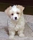 Lilo #552, Adoptable, Puppy Female Maltese.