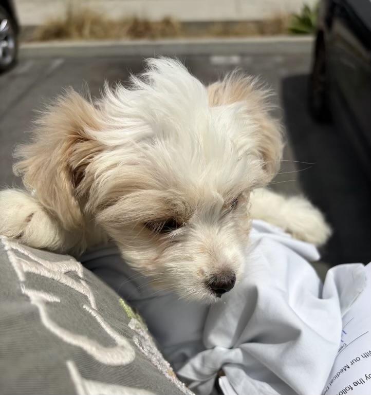 Lilo #552, a Adoptable mixed breed in Placentia, CA image 2/4