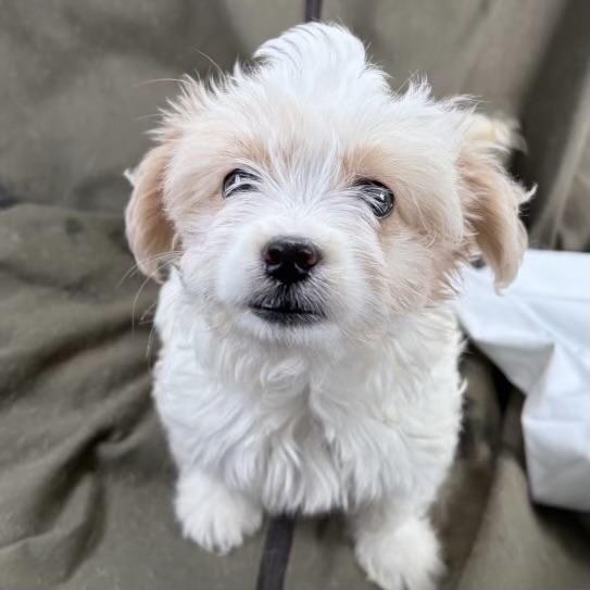Lilo #552, a Adoptable mixed breed in Placentia, CA image 3/4