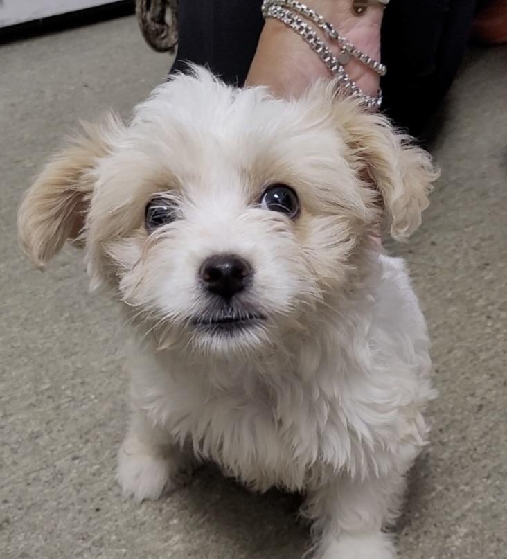 Lilo #552, a Adoptable mixed breed in Placentia, CA image 4/4