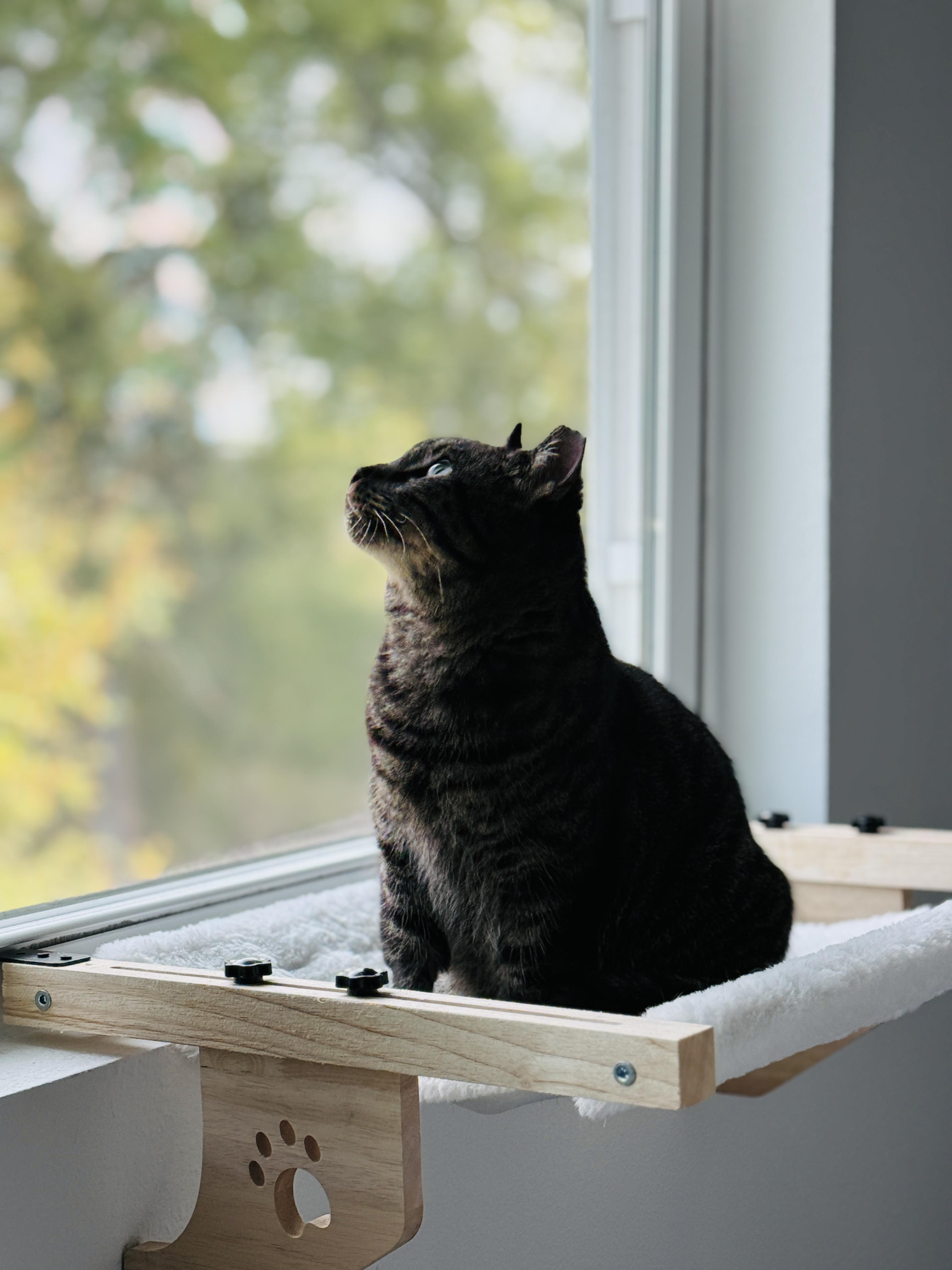 Sparky, a Adoptable Domestic Short Hair in Kissimmee, FL image 5/6