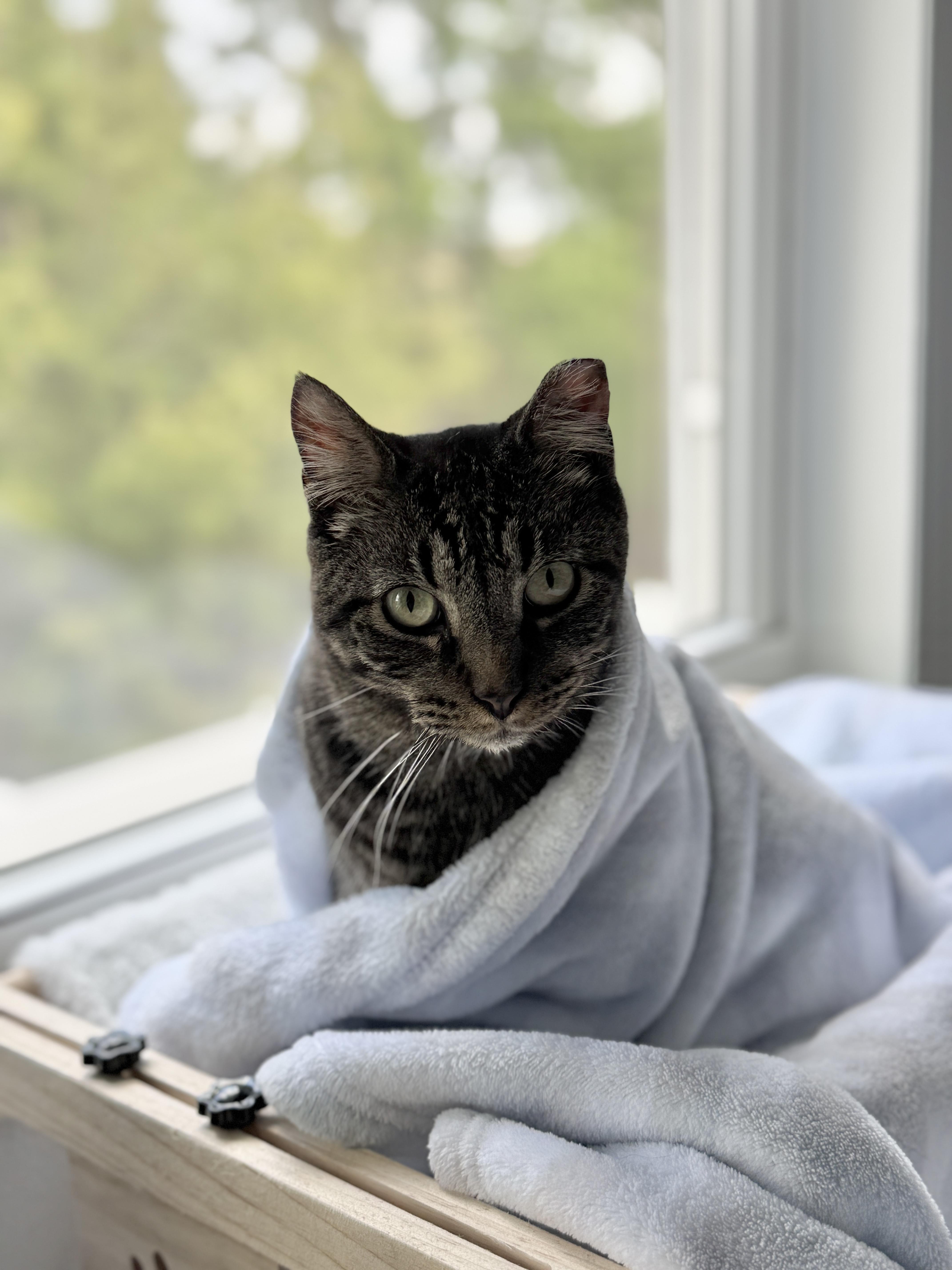 Sparky, Adoptable, Adult Male Domestic Short Hair.