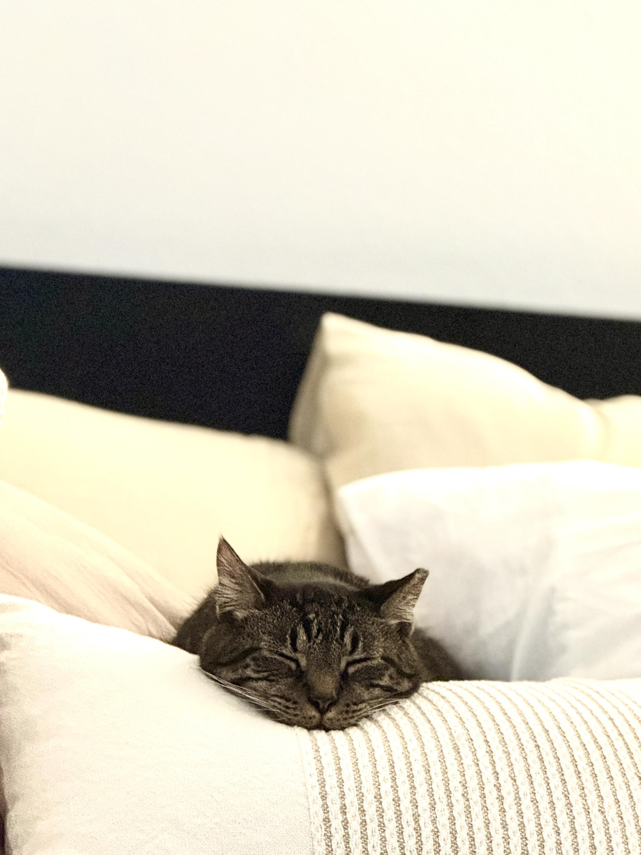 Sparky, a Adoptable Domestic Short Hair in Kissimmee, FL image 2/6