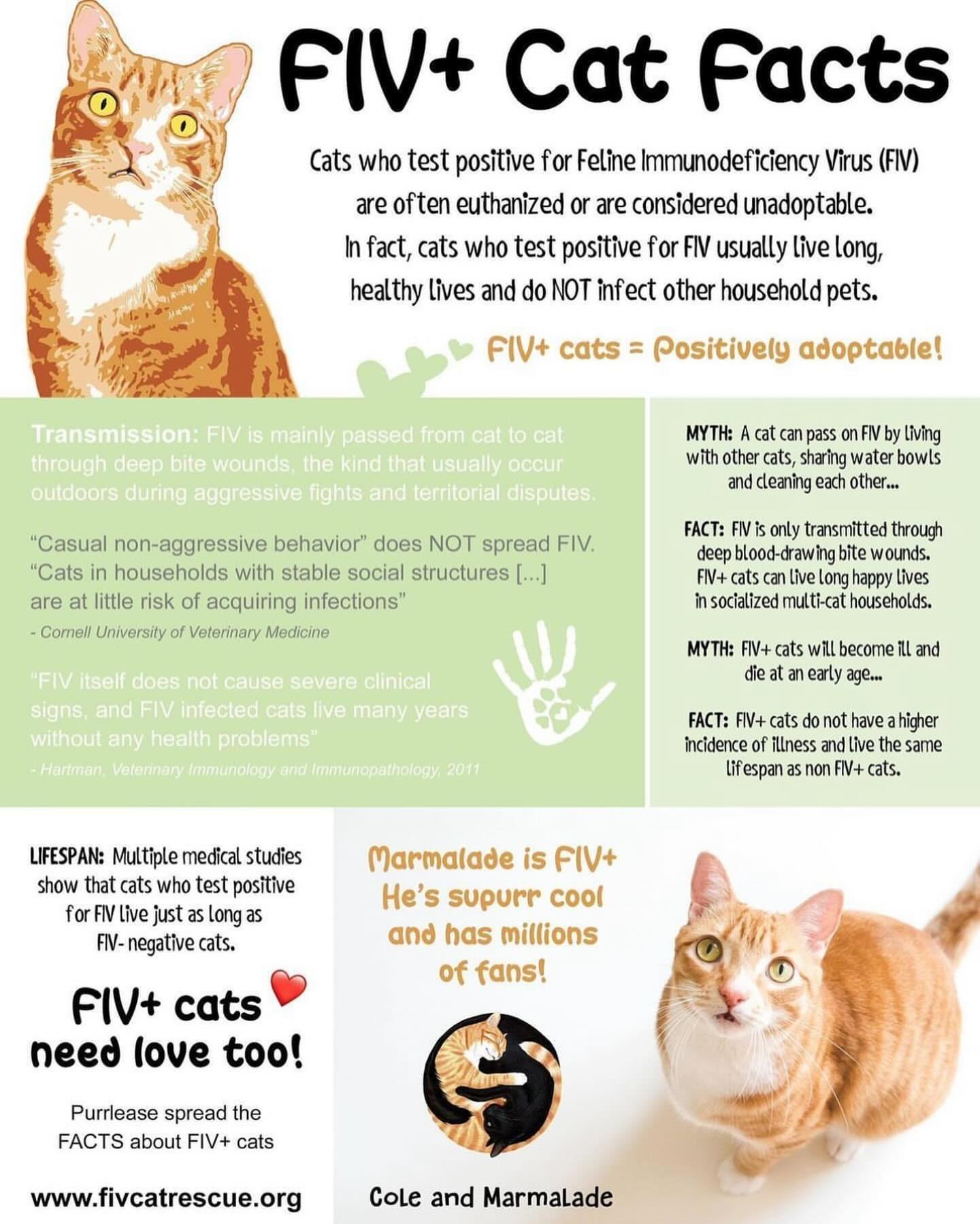 Enlarge Sparky, a Adoptable Domestic Short Hair in Kissimmee, FL image 2/5