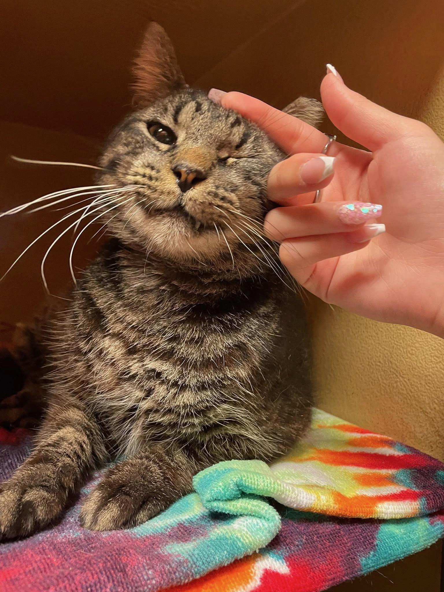 Enlarge Sparky, a Adoptable Domestic Short Hair in Kissimmee, FL image 4/5