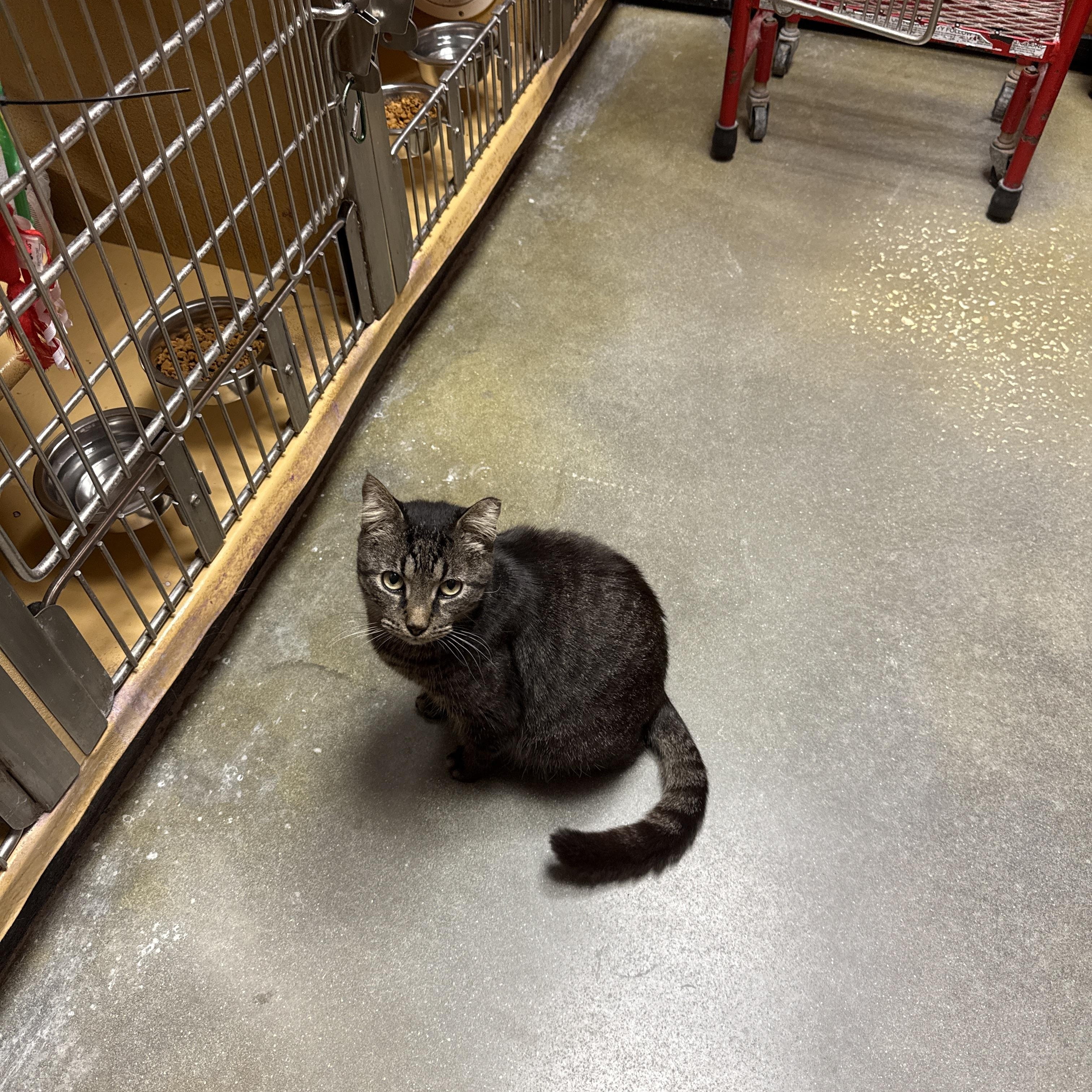 Enlarge Sparky, a Adoptable Domestic Short Hair in Kissimmee, FL image 3/5