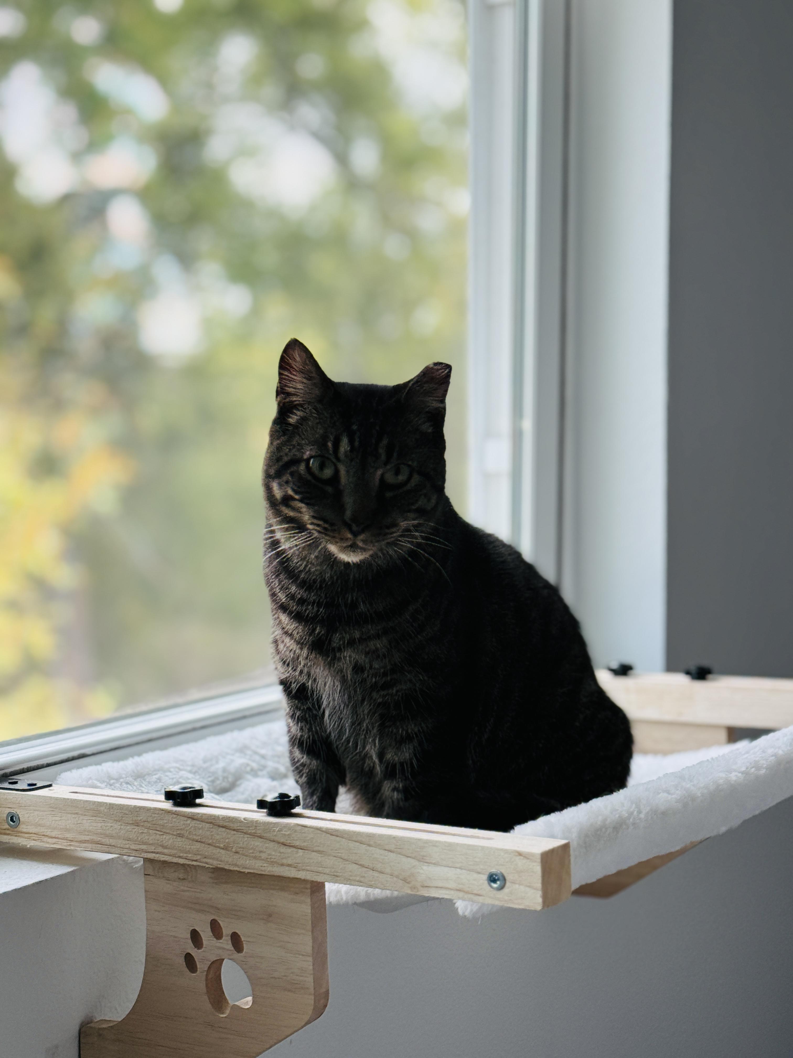 Sparky, a Adoptable Domestic Short Hair in Kissimmee, FL image 6/6