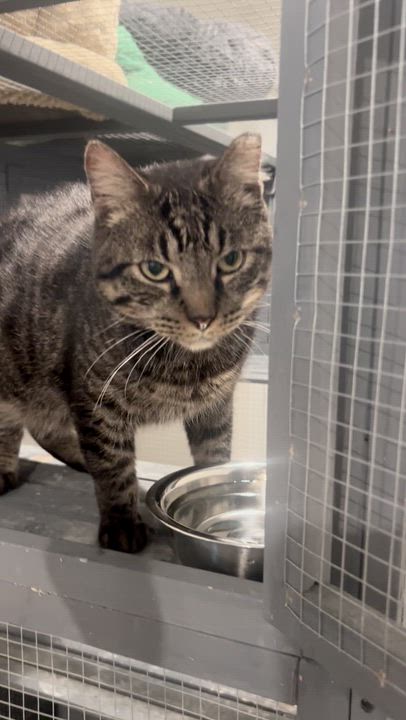 Enlarge Sparky, a Adoptable Domestic Short Hair in Kissimmee, FL video 5/5